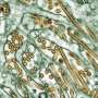 Immunity to seasonal flu protects against severe illness from bird flu in ferrets, research reveals