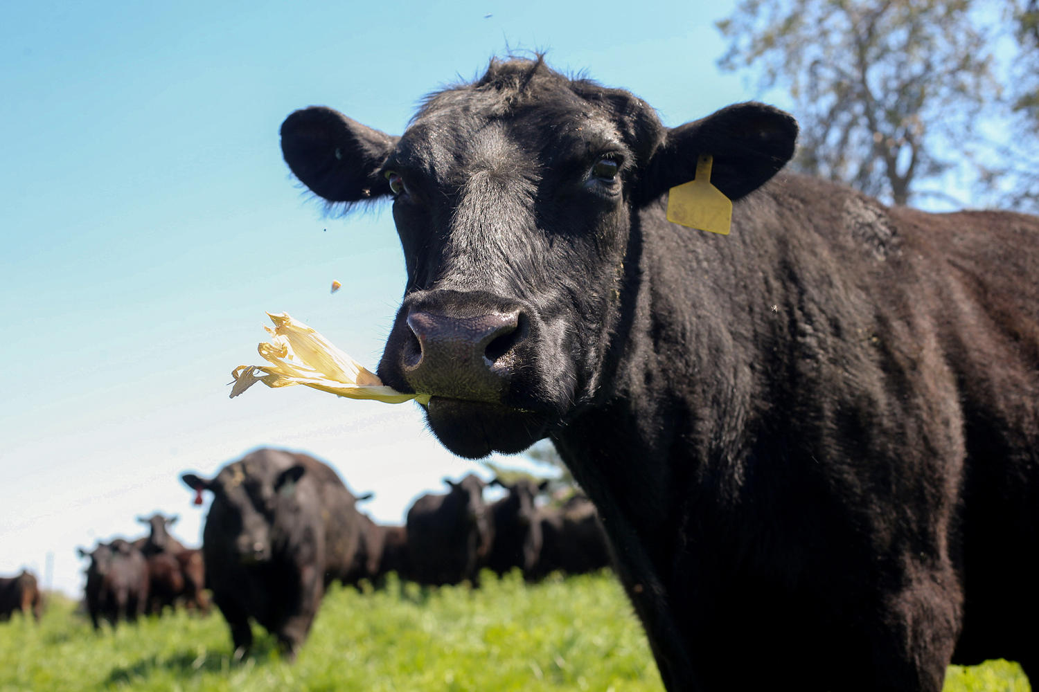High beef prices will likely linger, even after cookout season ends