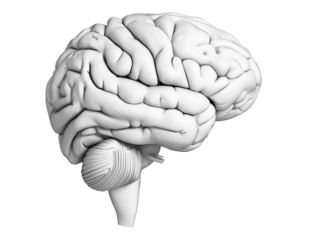 Mouse study reveals brain switch behind flee or freeze response