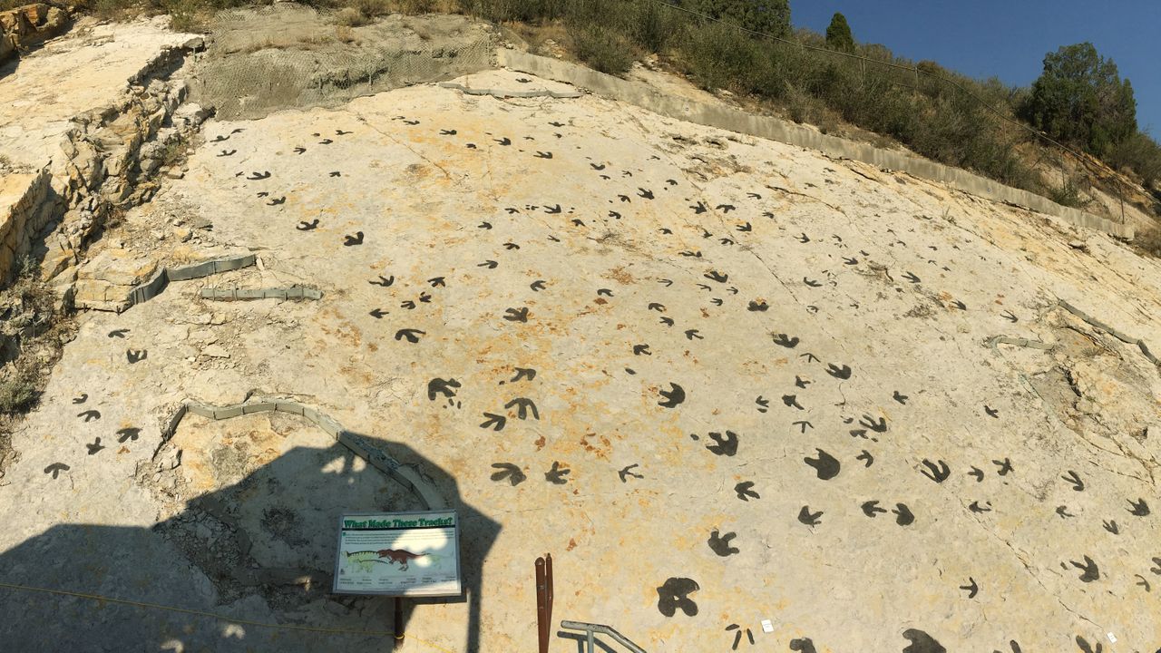 T. rex relatives ‘moonwalked’ to attract mates, newfound dinosaur ‘mating arena’ suggests
