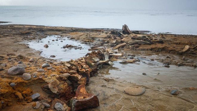Ancient whale ‘graveyard’ discovered under melting Russian glacier