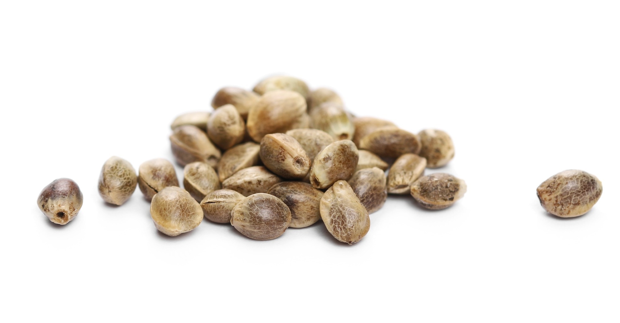 Hemp seeds: The surprisingly complete protein hiding in plain sight