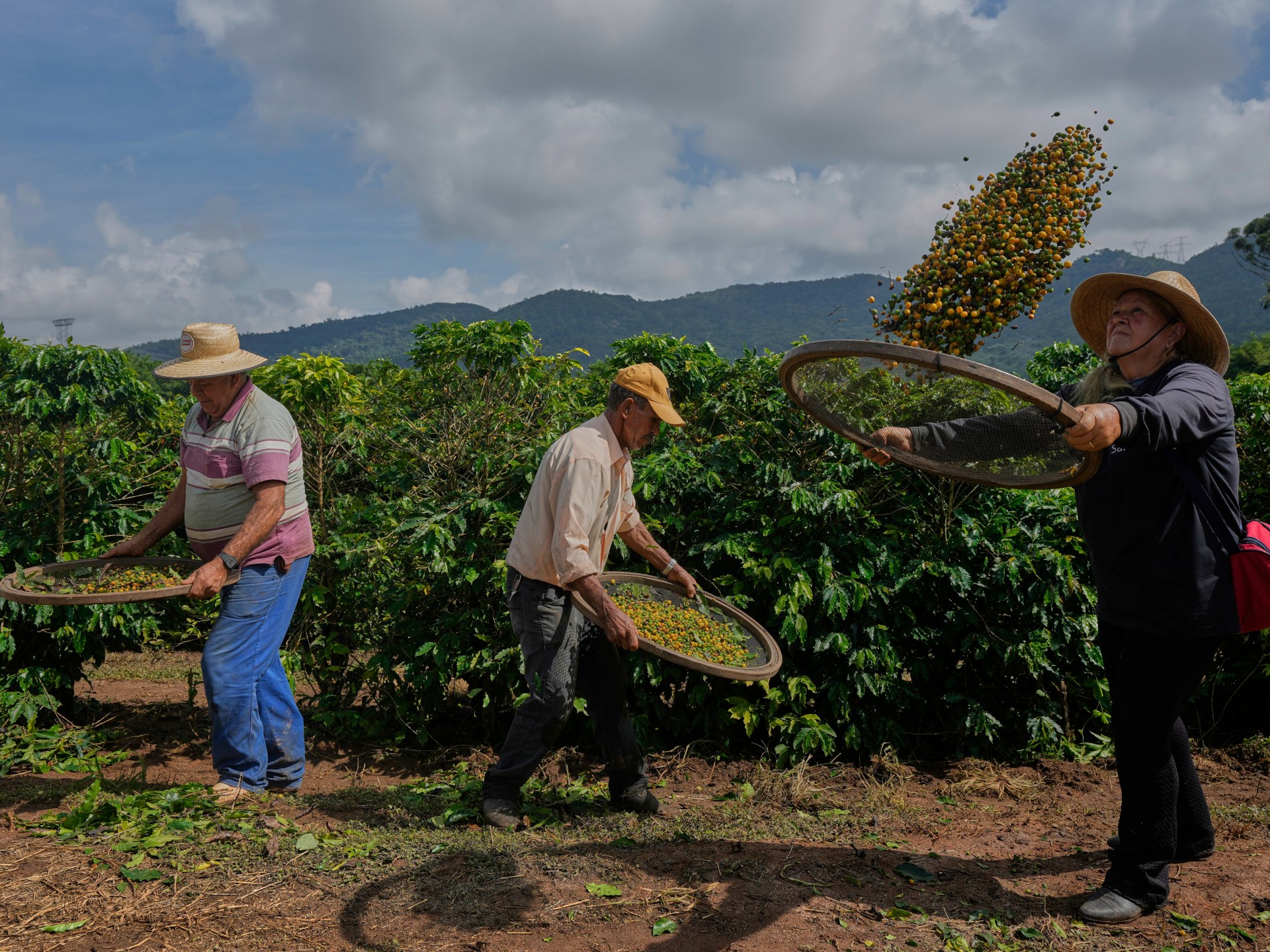 Trump’s tariff could devastate Brazil’s small-scale coffee producers