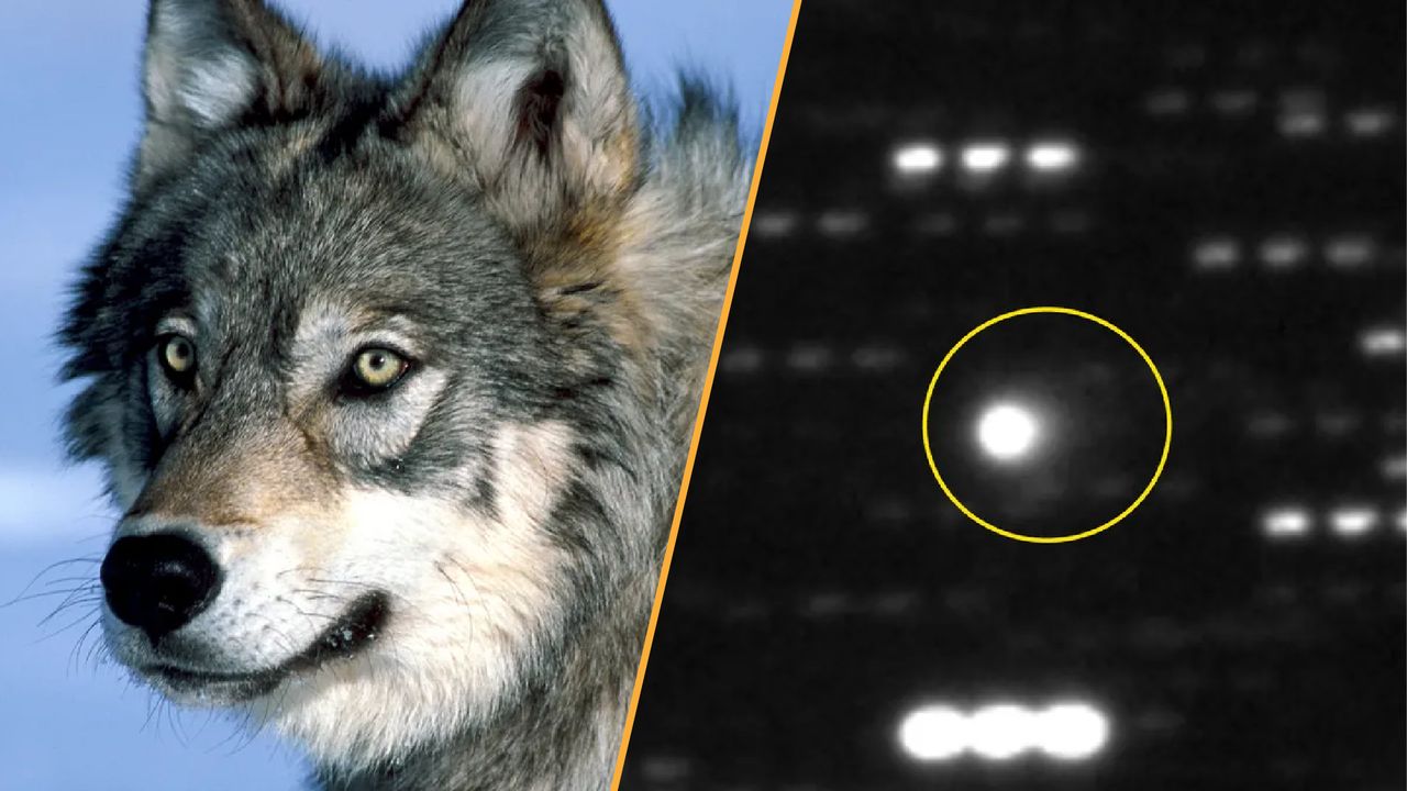 Science news this week: Wolves help restore trees in Yellowstone and the largest interstellar object ever seen
