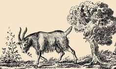 You have a high IQ if you can spot goat’s owner hiding in plain sight