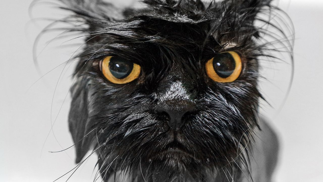 Why do cats hate water?