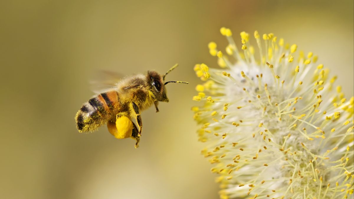 Rumors about Chinese researchers creating bee-control device buzzing out of control