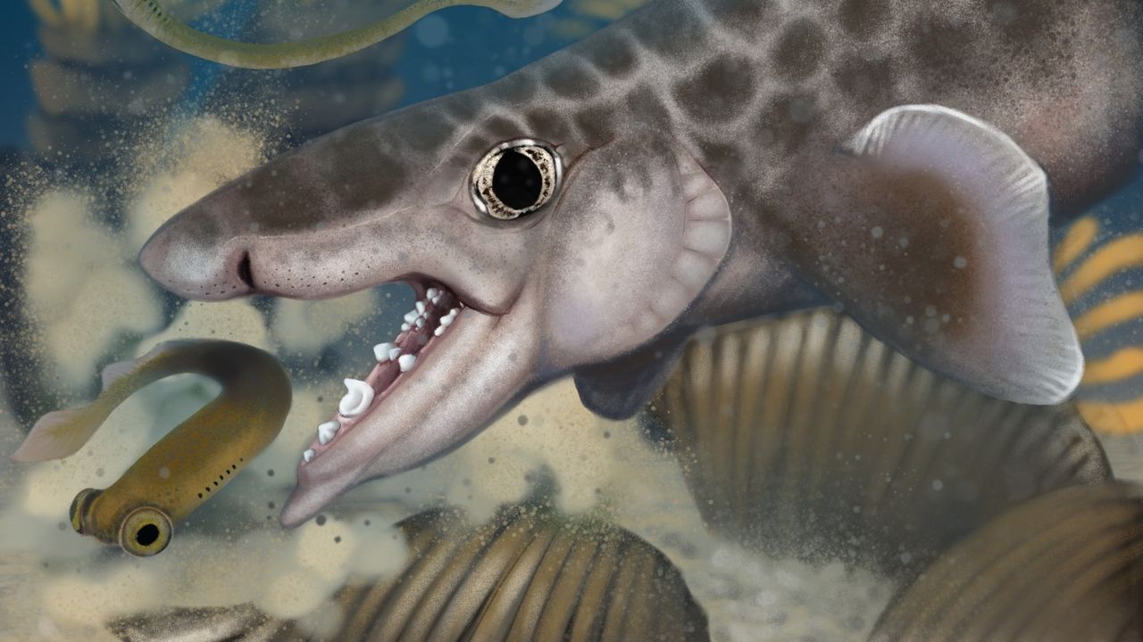 Ancient shark discovered deep inside world’s longest cave system