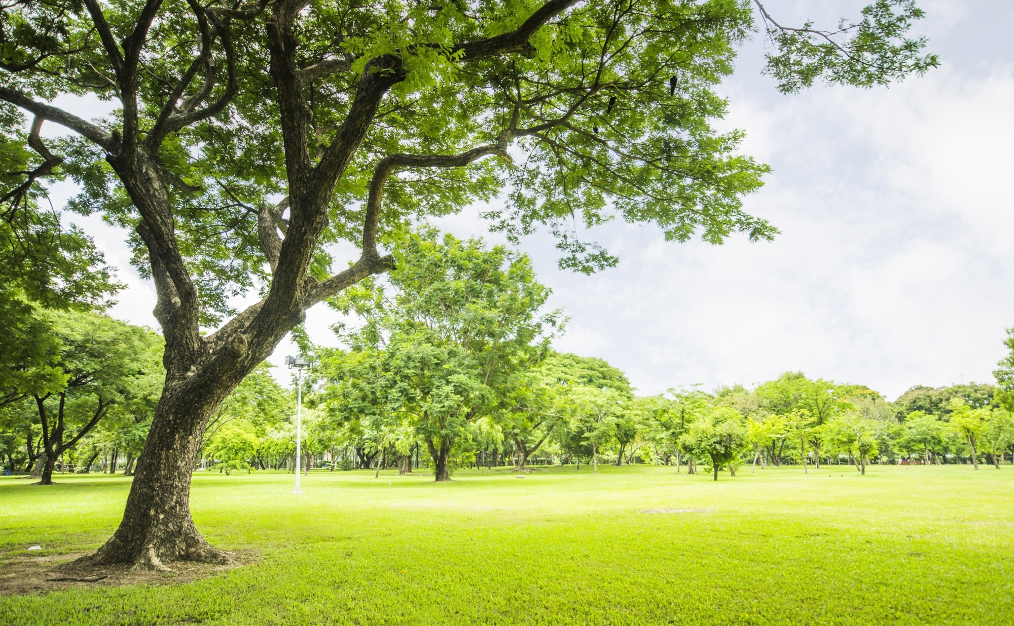 Greener cities reduce dementia risks linked to air pollution