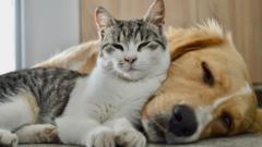 Why the government wants your pet dog and cat poo