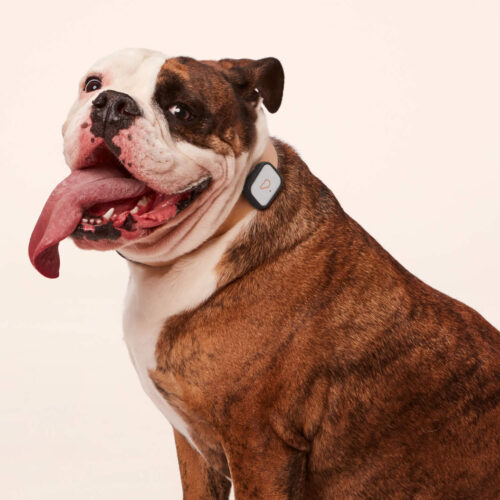 Acquisition sends thousands of Whistle pet trackers to IoT graveyard