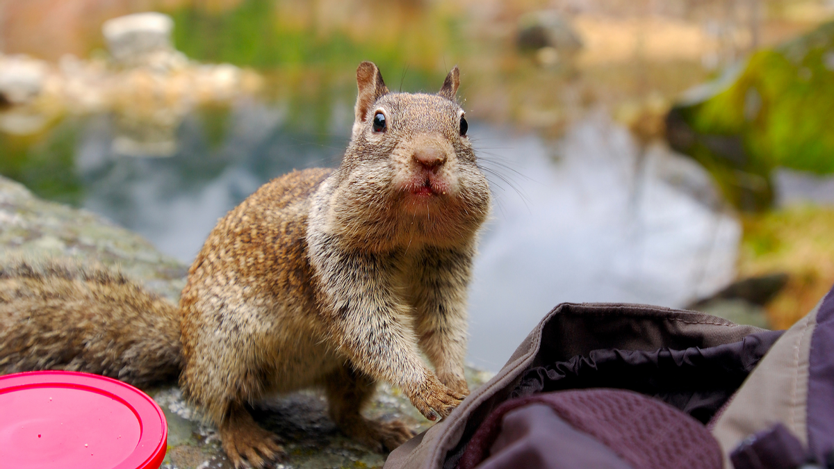 Claim spread squirrels in California have turned carnivorous. We hunted down the details