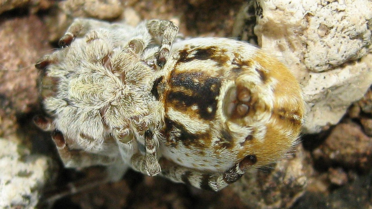 Watch 1,000 baby spiders devour their mothers and aunties alive in stomach-turning, first-of-its-kind footage