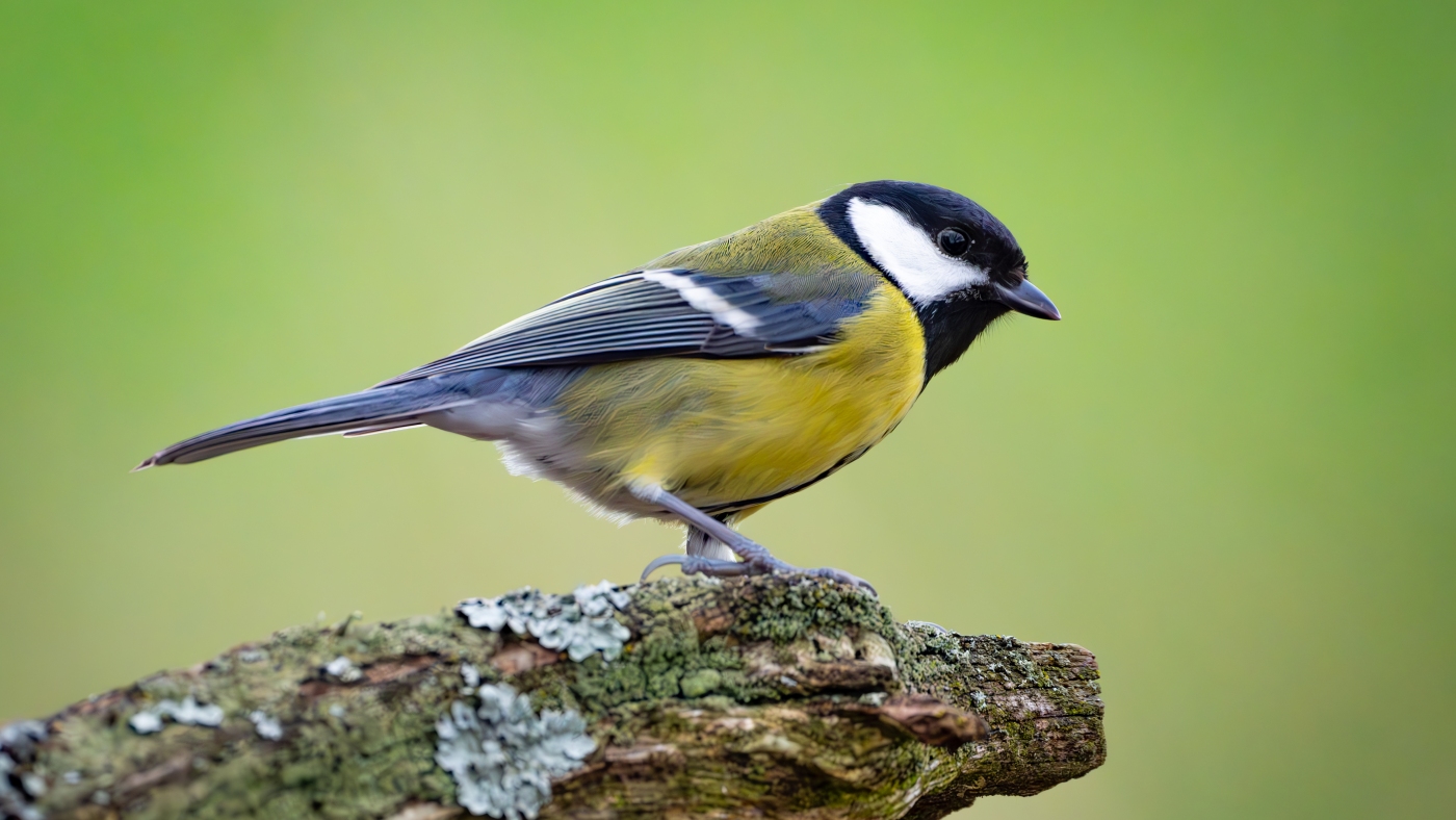 Researchers find that songbirds sometimes get ‘divorced’