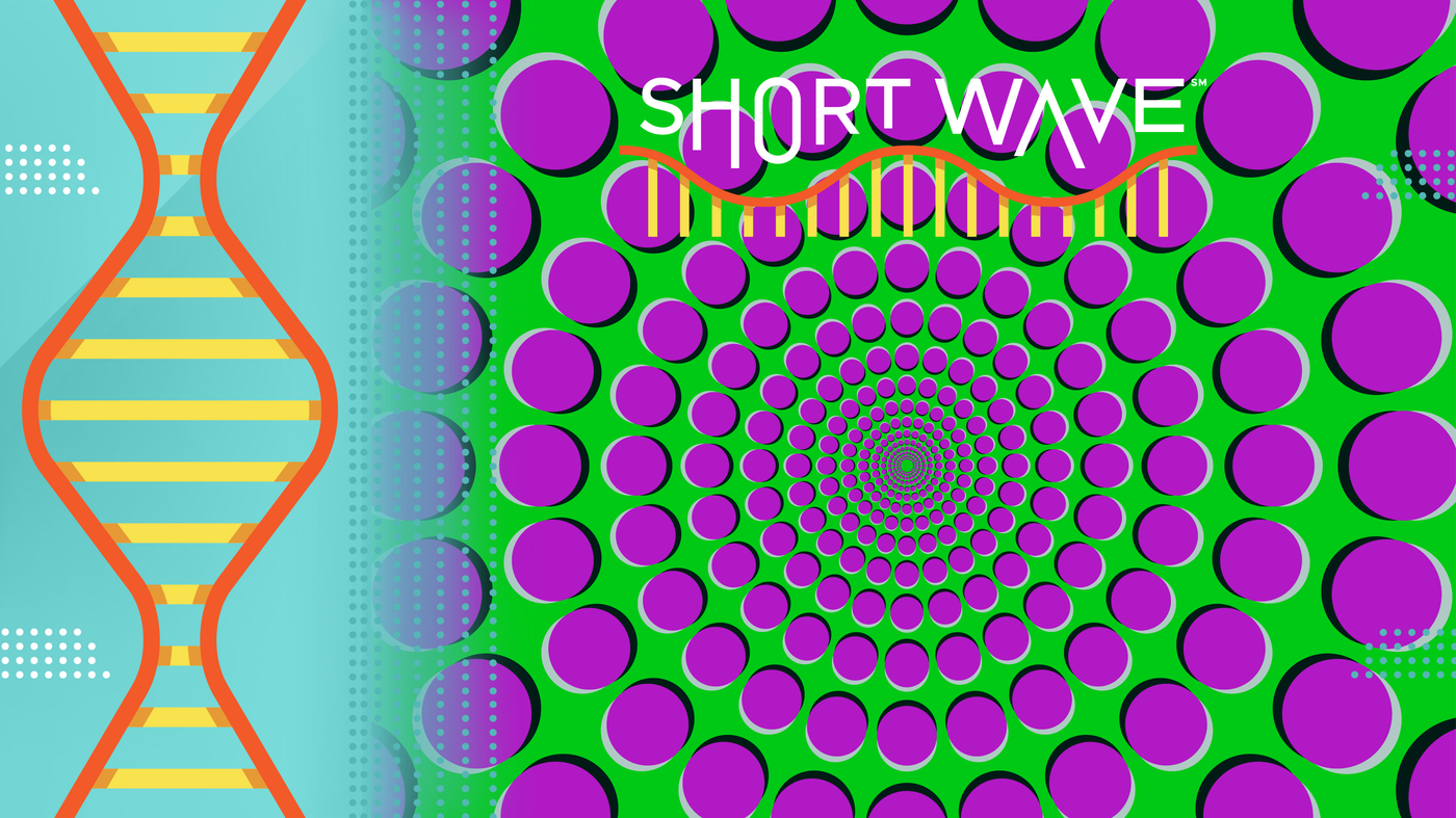 Optical illusions are a brain feature, not a bug. Here’s the science behind them