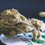 Study shows young adults who use high strength cannabis do not ‘titrate’ to less risky levels of use
