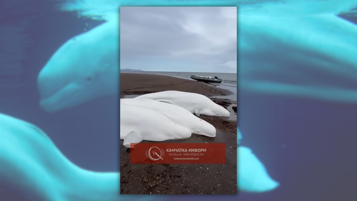 Video allegedly showing beached belugas before 2025 Russian earthquake doesn’t hold water