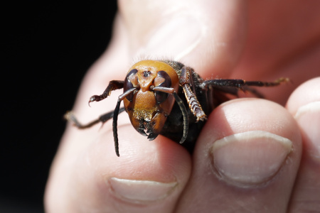 The First ‘Murder Hornet’ Of 2021 Has Been Discovered In Washington State