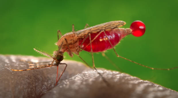 Ivermectin to Control Malaria — A Cluster-Randomized Trial