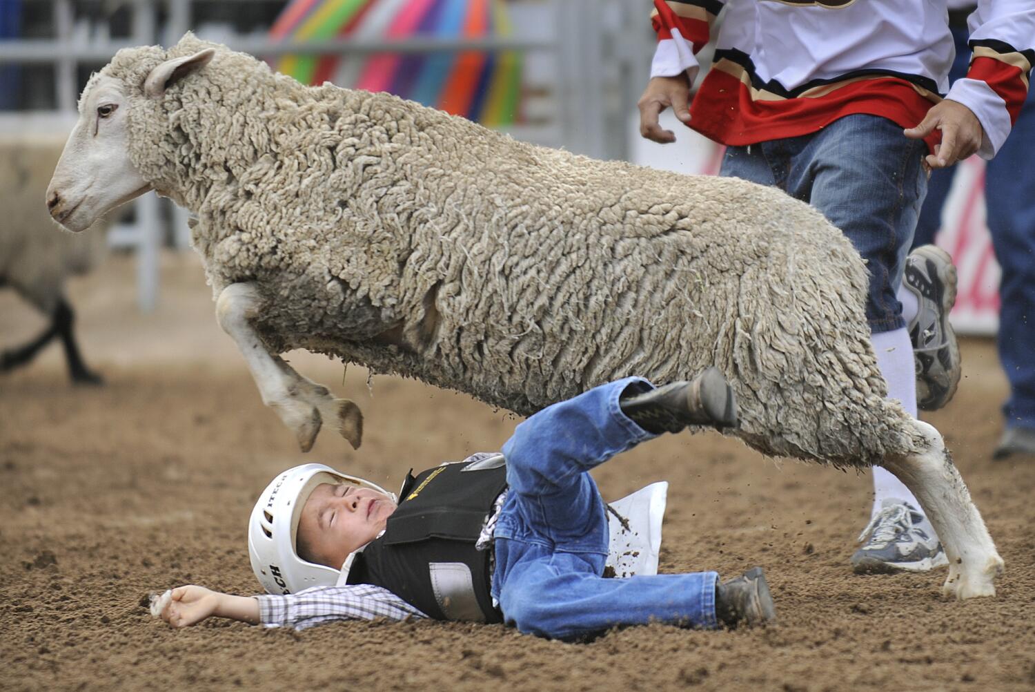 Mutton bustin’: the Little League of rodeo country
