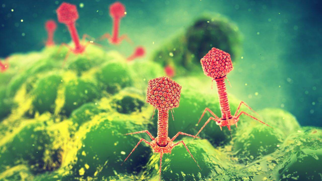 ‘This is not a new war’: How the battle between viruses and bacteria could help us beat superbugs