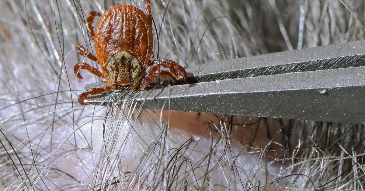 ‘Relentlessly debilitating’; the chronic symptoms of Lyme disease