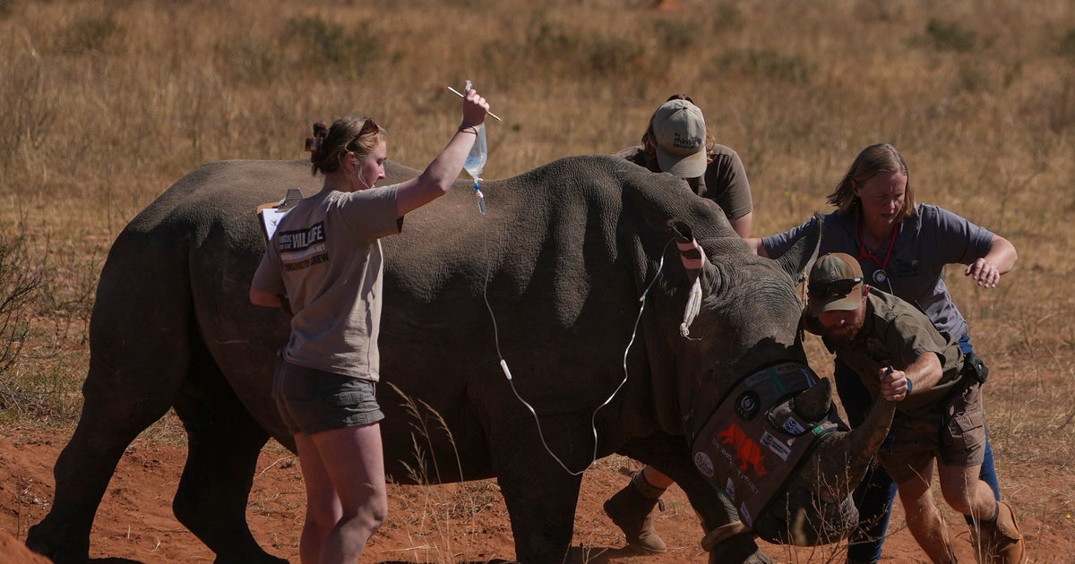 South Africa Hopes Injecting Horns With Radioactive Material Curbs Rhino Poaching