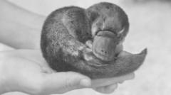 The mystery of Winston Churchill’s dead platypus was unsolved – until now