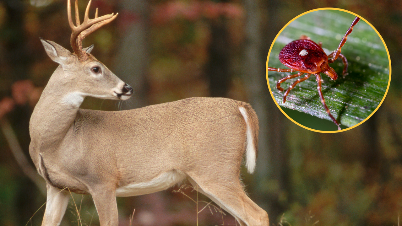 Diagnostic dilemma: Hunter’s rare allergy meant he could no longer eat red meat