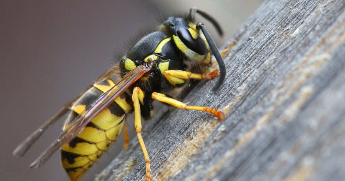 Radioactive Wasp Nest Uncovered At South Carolina Nuclear Facility