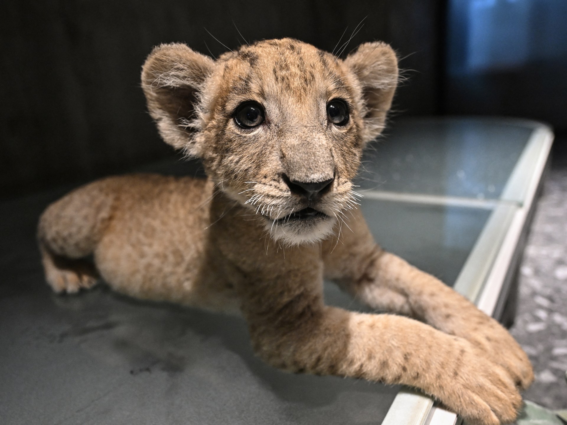 Petting cafes to homes: Thailand’s soaring captive lion population