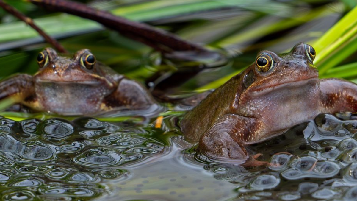 Female frogs play dead to avoid mating? Some do, study found