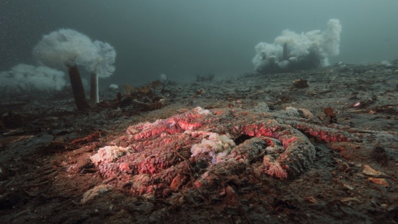 The mystery of melting sea stars may finally be solved 