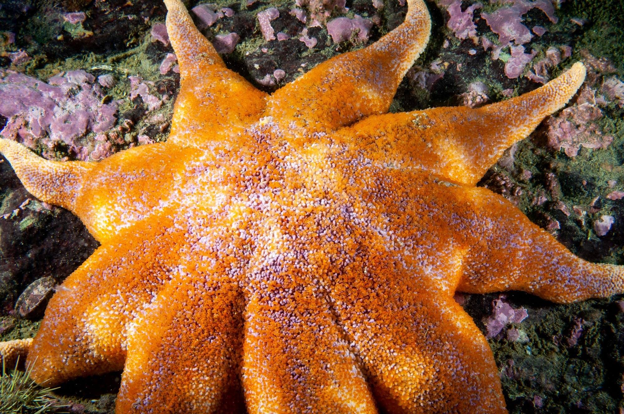 Starfish compound overcomes drug resistance in prostate cancer models