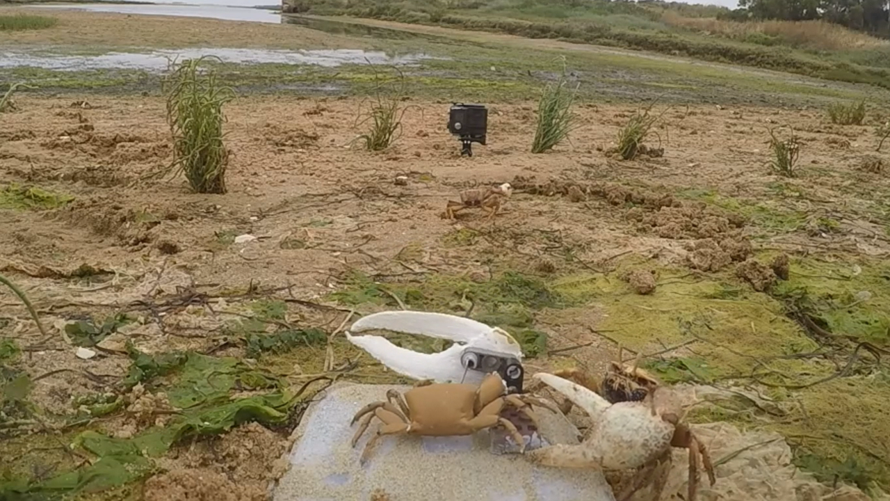 Watch robot crab ‘Wavy Dave’ get attacked in claw-waving contest with real crabs
