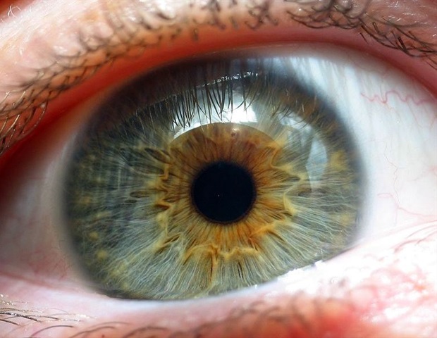Apple snail eye regeneration offers new insights into human sight restoration