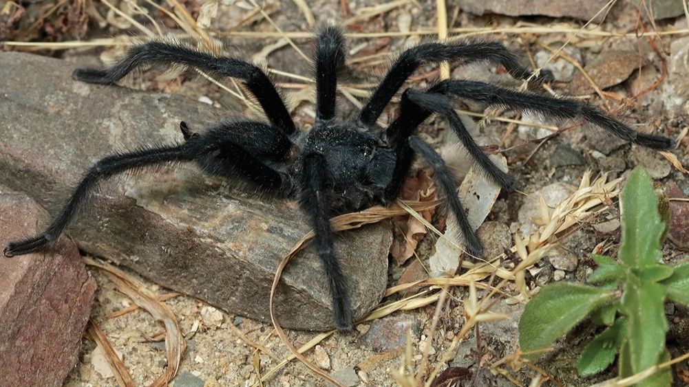 ‘It seems that size really does matter’: Males of 4 never-before-seen tarantula species have record-long genitalia