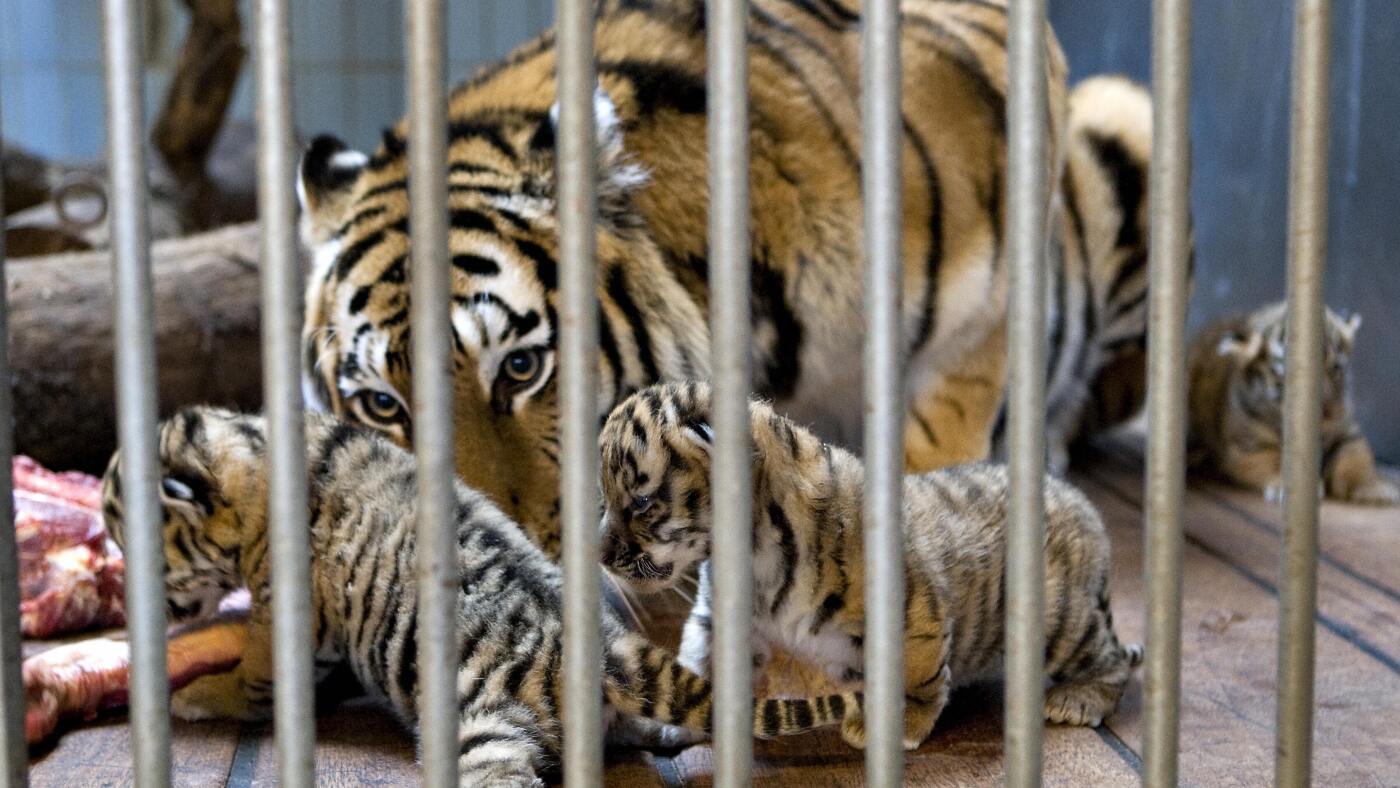 A zoo in Denmark asked patrons to donate their pets. Not as attractions, but for food