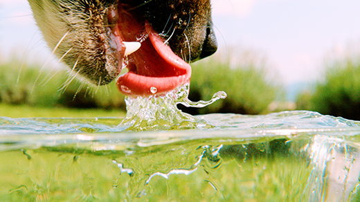 What Does It Mean To Be Thirsty?