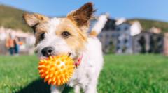 When is it too hot to walk your dog?