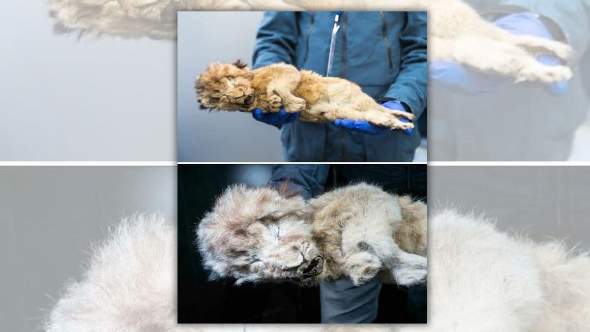 Photos Show 26,000-Year-Old Preserved Lion Cub?