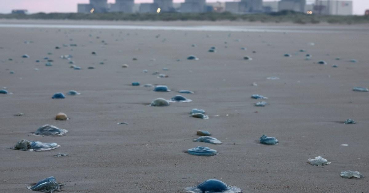 Nuclear power plant forced to shut down after jellyfish infestation