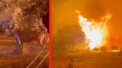 Watch: Wildfire approaches horse enclosure in Greece