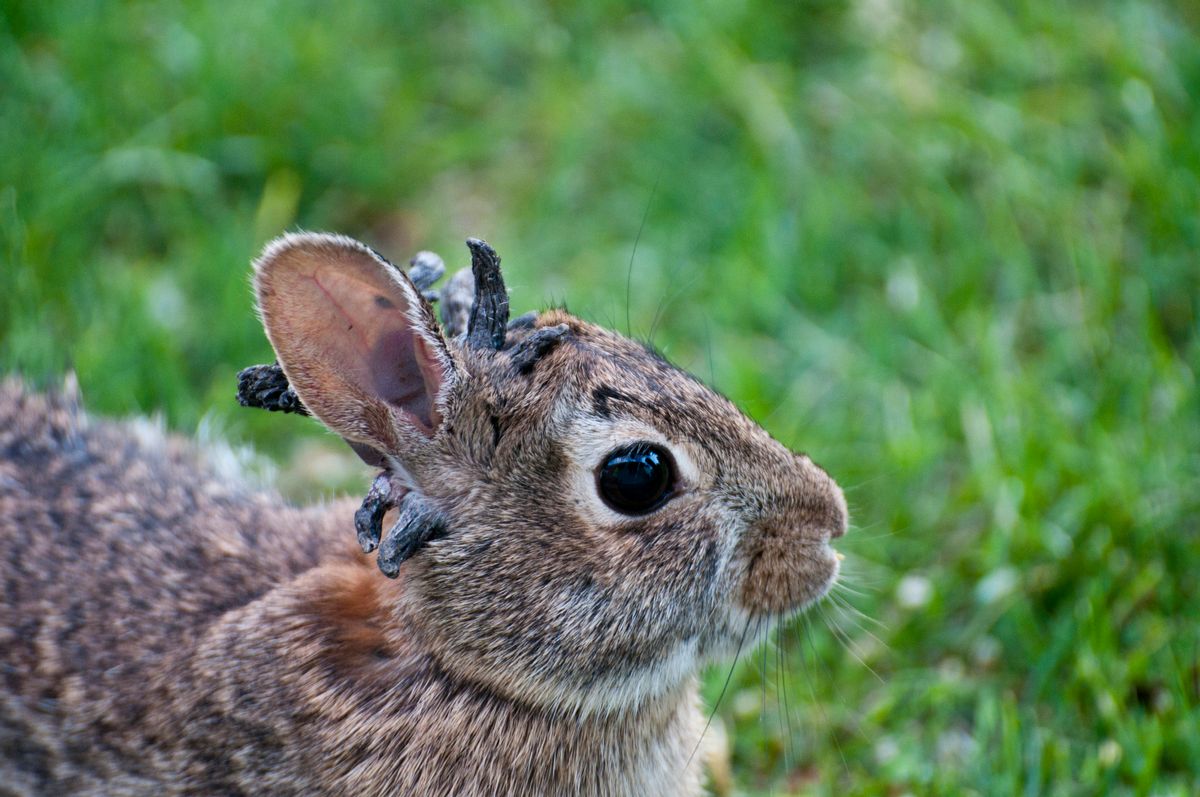 ‘Frankenstein’ rabbits with horns or tentacles on faces are real — but there’s nothing to fear