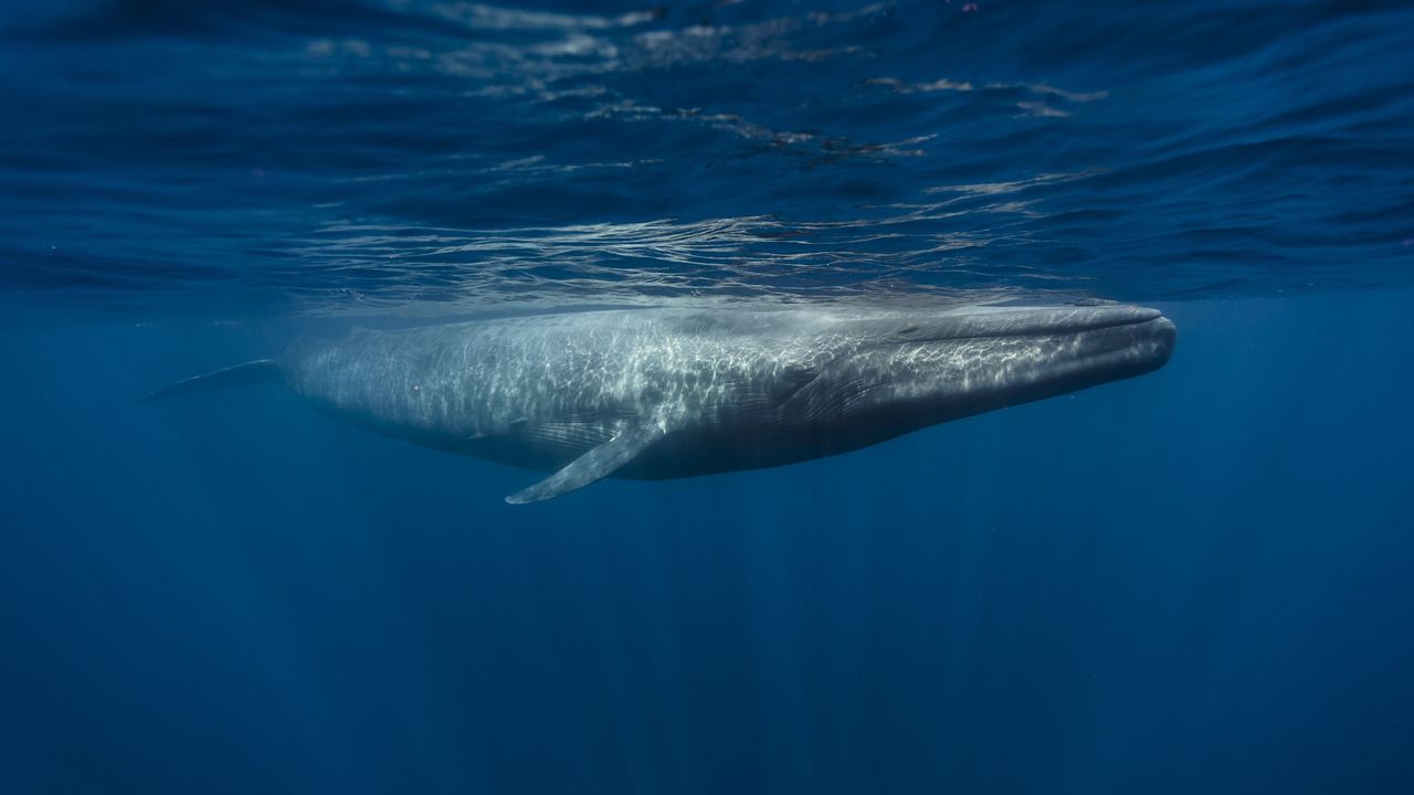 No, blue whales aren’t going silent off California. Here’s why.