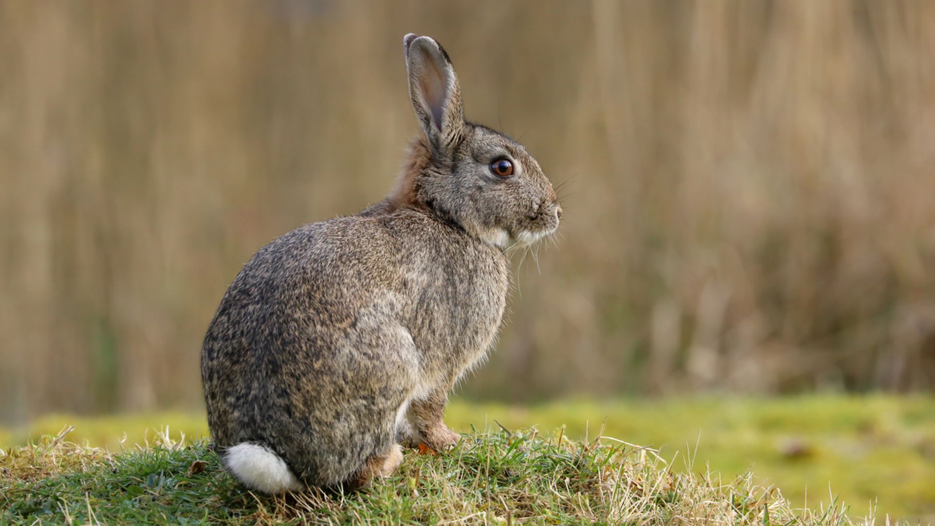 You might have seen pictures of ‘zombie rabbits’ going viral – and yes, they’re real. Here’s what’s up
