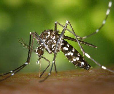 Travel-related chikungunya cases in England climb nearly three-fold