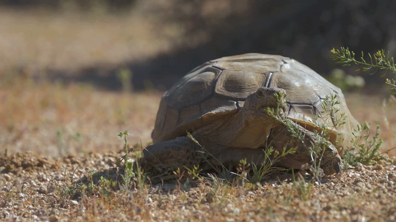 This iconic tortoise is dying out. It could affect the whole ecosystem