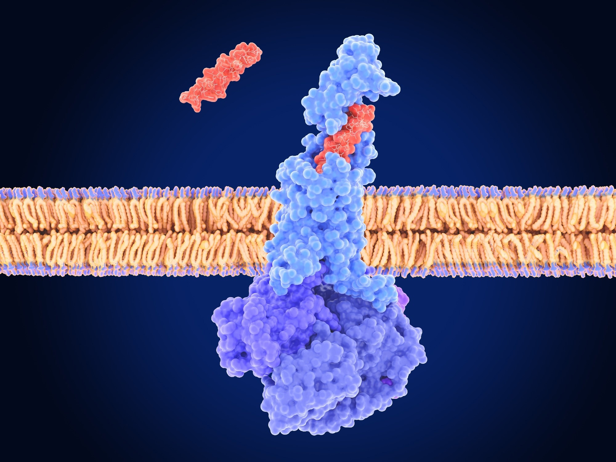 GIPR signaling opens brain’s gate for GLP-1 weight-loss therapy
