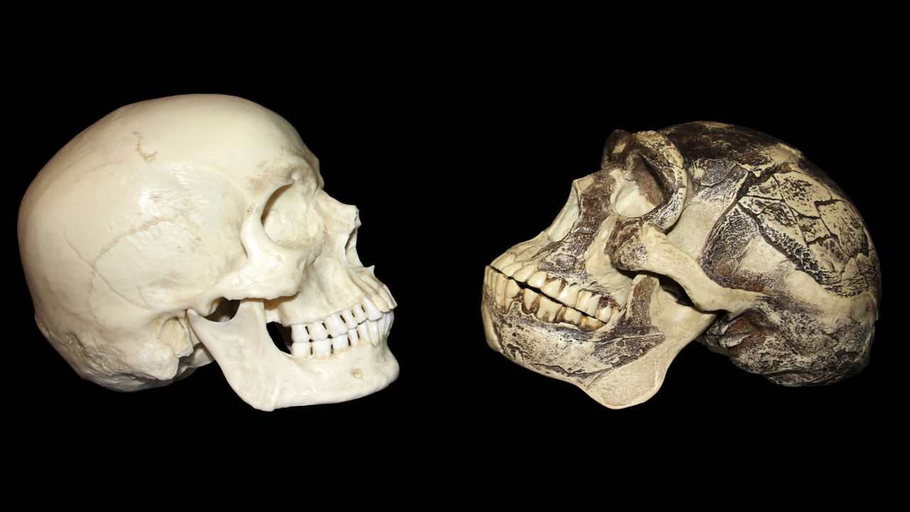 ‘It makes no sense to say there was only one origin of Homo sapiens’: How the evolutionary record of Asia is complicating what we know about our species
